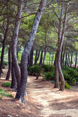 Pinienwald bei Cap de Pere