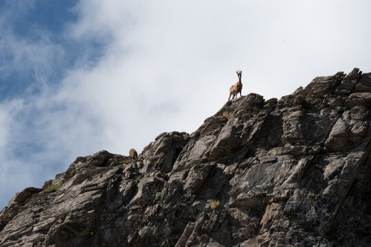 animal en la monta&ntilde;a