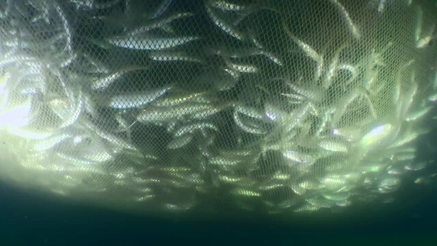 Fish inside the fishing net: as the net rises and its volume decreases, the density of fish caught in the trap increases, the fish look for a way out by making erratic movement.