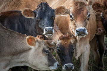 Cows posing for the camera with their eyes looking