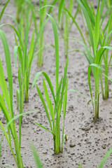 closeup the bunch green ripe paddy plant soil heap in row and growing in the farm soft focus natural green brown background.