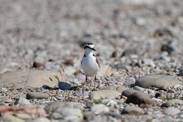 Seeregenpfeifer // Kentish plover (Charadrius alexandrinus)