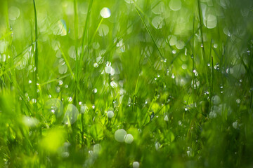 green grass on meadow with drops of water dew sparkle in morning light, spring summer outdoors close-up, copy space, . freshness of nature. blurry background