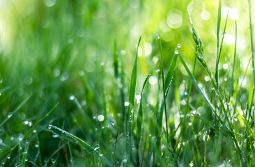 Obraz premium green grass on meadow with drops of water dew sparkle in morning light, spring summer outdoors close-up, copy space, . freshness of nature. blurry background
