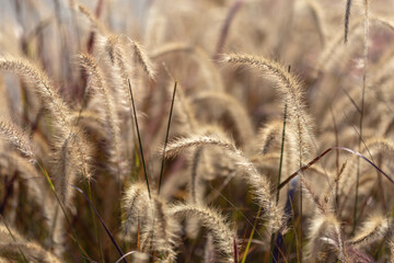 Fototapeta premium Blurred background with ears of Pennisetum setaceum. Stems of dry grass at sunset.