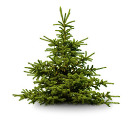 Green Pine, christmas tree isolated on white closeup