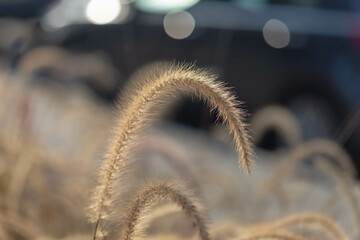 Blurred background with ears of Pennisetum setaceum. Stems of dry grass at sunset.