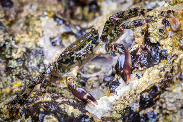 Crab on a beach in the north of Spain, in Asturias, hidden in the rocks of the beach