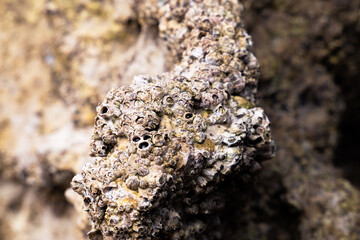 Beach rocks in the north of Spain, full of small molluscs