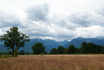 Obraz premium Old oak trees forest, high grass hayfield and Fagaras Mountains range in Transylvania, Romania, on cloudy summer day