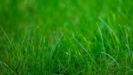 green grass background