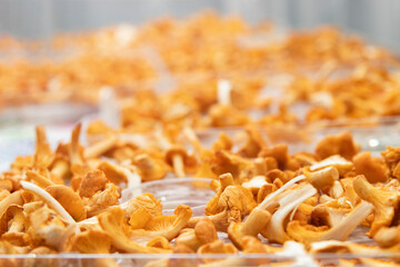 Preparing for drying mushrooms. Vegetables dryer. Chanterelle mushrooms dried for sale on the market