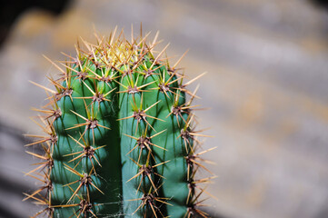 Naklejka na ściany i meble Cactus full of thorns in the backyard of a house in Juan Lacaze, Colonia, Uruguay.