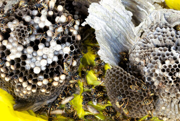 Geöffnetes Wespennest mit toten Wespen , Eiern und Larven nach der Entfernung und Vergiftung durch einen Schädlingsbekämpfer, Wespenplage 2022 - 520859112