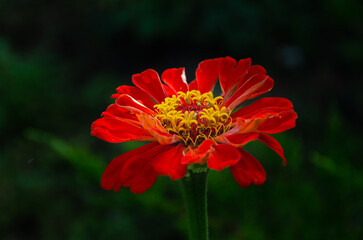 Zinnia Elegans (Common Zinnia) in the garden on a summer day in the sun.