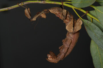 Le phasme scorpion (Extatosoma tiaratum)