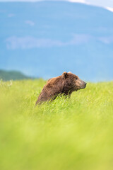 Fototapeta premium Alaskan brown bear at McNeil River