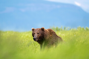 Fototapeta premium Alaskan brown bear at McNeil River