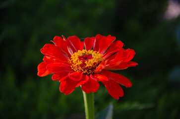 Zinnia Elegans (Common Zinnia) in the garden on a summer day in the sun.