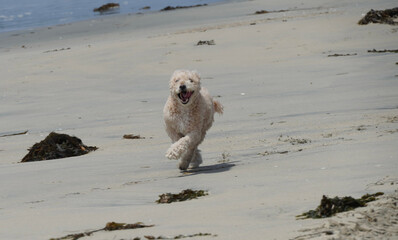 dog running on the beach