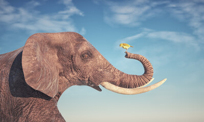 Obraz premium Elephant holding a yellow bird. Friendship and connection concept.