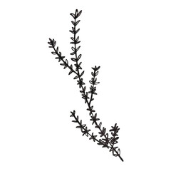 Thyme Herb Sprig black ink pen