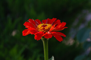 Zinnia Elegans (Common Zinnia) in the garden on a summer day in the sun.