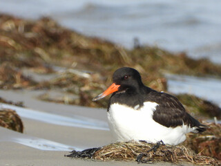 The Eurasian oystercatcher on the beach