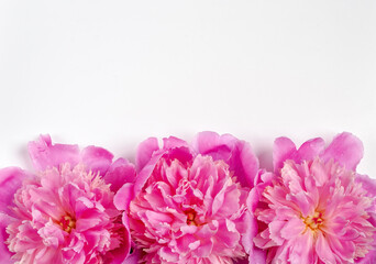 Pink flower heads of peonies.
