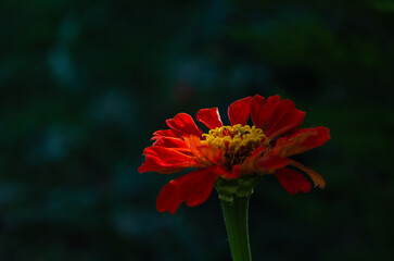 Zinnia Elegans (Common Zinnia) in the garden on a summer day in the sun.