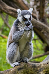 feeding a lemur in the zoo