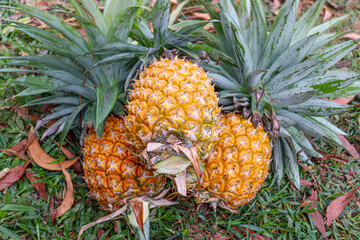 ripe pineapple stock on farm