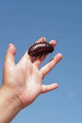 Une des plus grandes espèces de blatte, la blatte de Madagascar (Gromphadorhina portentosa)