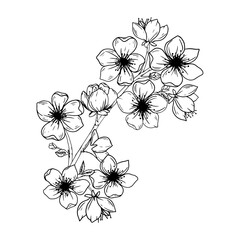 Sakura flowers, hand drawn ink line style. Cute doodle cherry plant vector illustration, black isolated on white background.