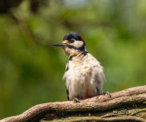 Great Spotted Woodpecker (GSW)