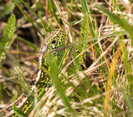 Sand Lizard