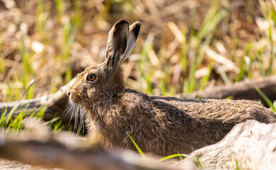 Naklejka na ściany i meble Brown Hare / European Hare