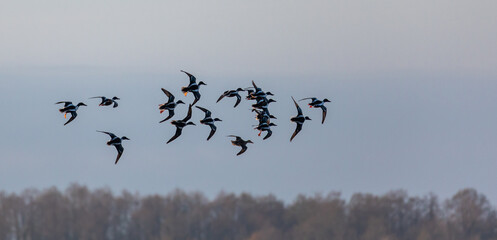 Shoveler Ducks in Flight