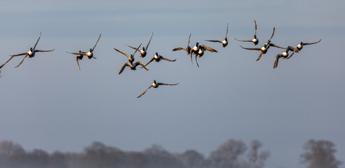 Shoveler Ducks in Flight