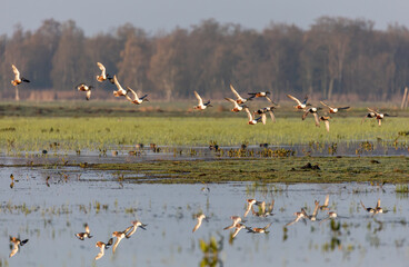 Shoveler Ducks in Flight