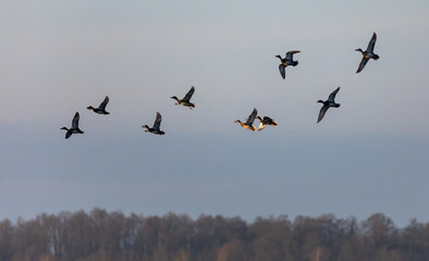 Shoveler Ducks in Flight