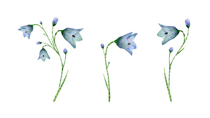 Watercolor bluebell flower collection. Botanical illustration with blue flowers on stem, bud