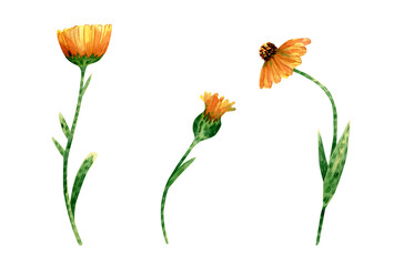 Watercolor calendula flowers collection. Botanical illustration with yellow and orange flowers on stem, leaves, petals