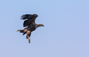 White-tailed Eagle / Sea Eagle