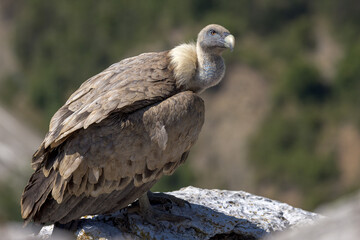 Portrait of a griffon vulture on the edge of a cliff