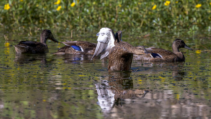 Early morning Northern Shoveler swimming on a lake near the shore