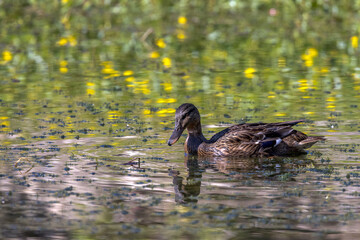 Early morning Northern Shoveler swimming on a lake near the shore