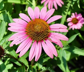 Obraz premium A close view of the pink coneflower in the garden.