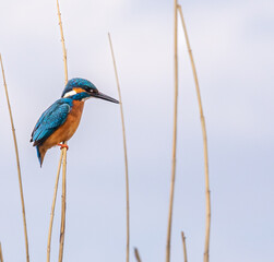 Common Kingfisher

