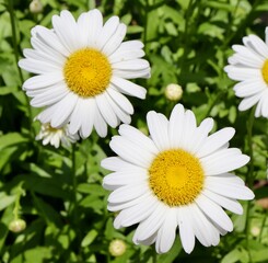 Fototapeta premium A close view of the white and yellow daisy flowers.